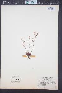 Saxifraga bronchialis subsp. austromontana image
