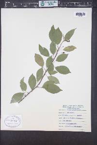 Prunus pensylvanica image