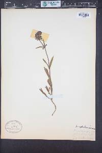 Penstemon procerus image