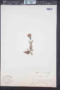 Penstemon procerus image