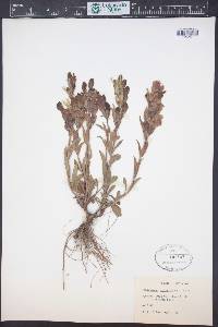 Penstemon eriantherus image
