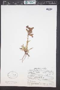 Penstemon hallii image