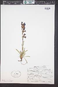 Penstemon hallii image