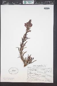 Pedicularis crenulata image
