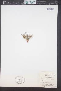 Pedicularis parryi image