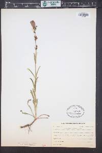 Penstemon glaber var. alpinus image