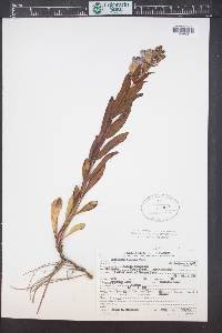 Penstemon glaber image