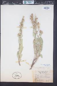 Penstemon angustifolius image