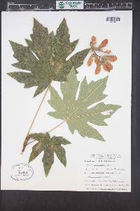 Acer macrophyllum image