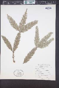 Sequoia sempervirens image