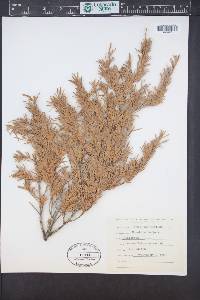 Tsuga mertensiana image