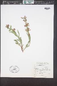Penstemon virens image