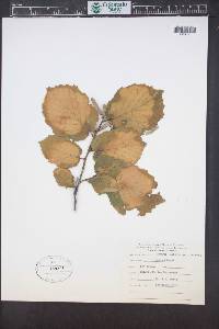 Corylus cornuta image