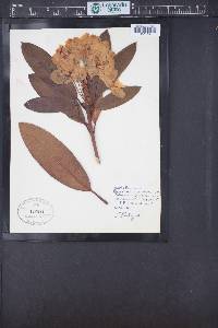 Rhododendron macrophyllum image