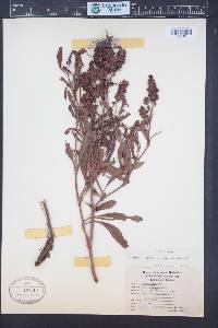 Rumex altissimus image