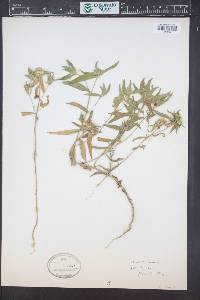 Collomia linearis image