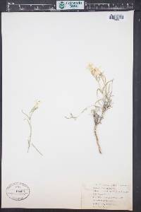 Phlox longifolia image
