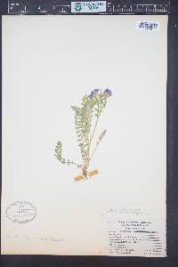 Polemonium pulcherrimum subsp. delicatum image