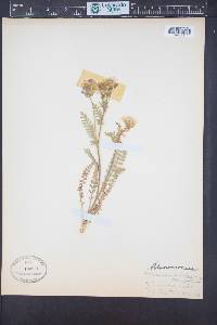 Polemonium pulcherrimum image