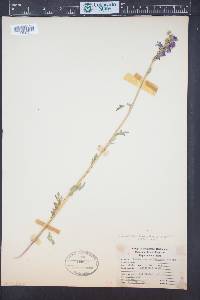 Polemonium occidentale image