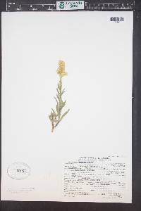 Solidago simplex image