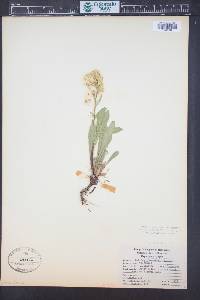 Solidago simplex image