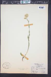 Solidago multiradiata image