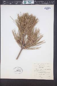 Pinus muricata image