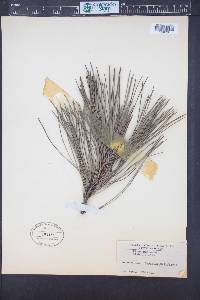 Pinus muricata image
