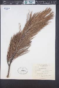Pinus muricata image