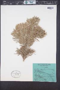Abies lasiocarpa image