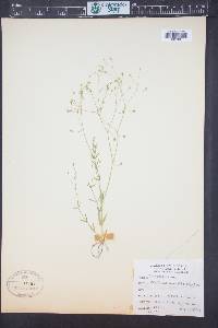 Stellaria borealis image