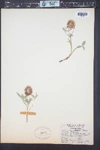 Trifolium longipes image