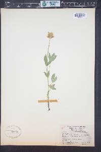 Trifolium longipes image