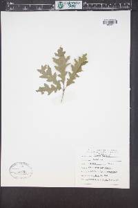 Quercus gambelii image