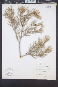 Pinus monophylla image