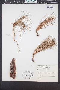 Pinus merkusii image