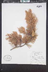 Pinus banksiana image