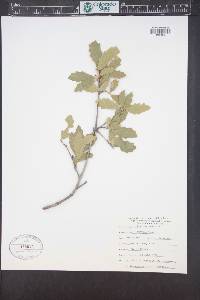 Quercus X pauciloba image