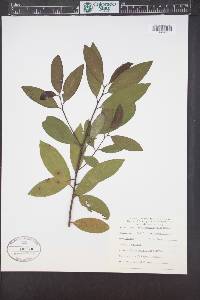 Umbellularia californica image