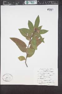 Umbellularia californica image
