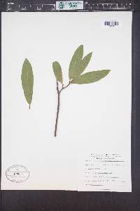 Umbellularia californica image