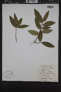 Umbellularia californica image