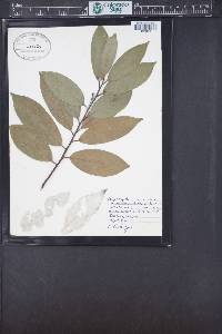 Umbellularia californica image