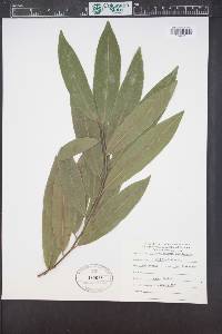 Umbellularia californica image