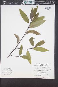 Umbellularia californica image