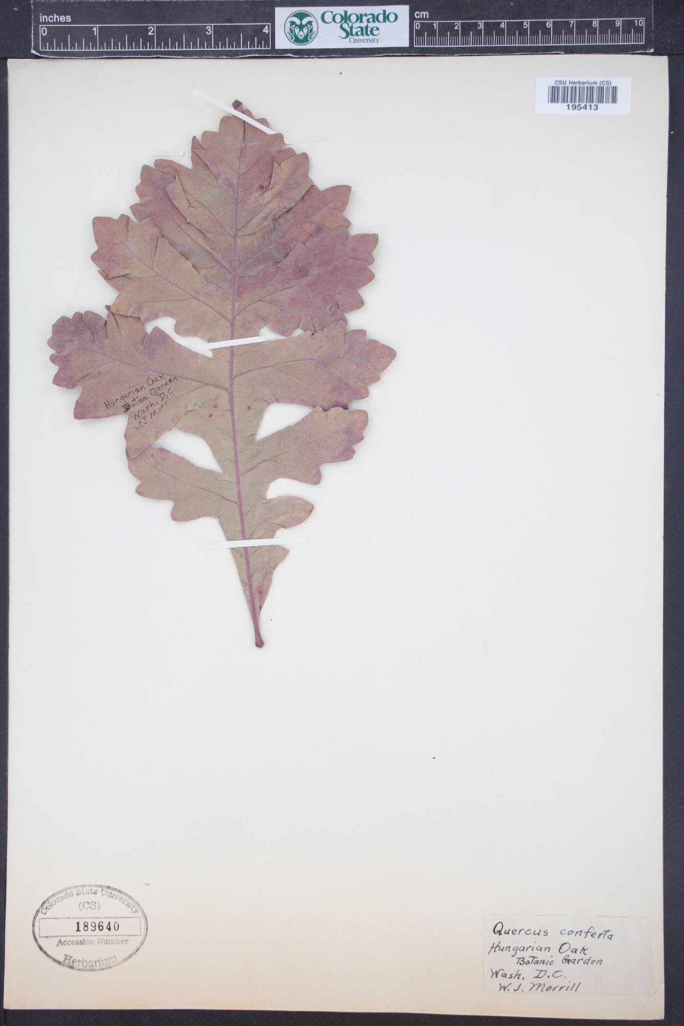 Quercus frainetto image