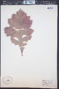 Quercus frainetto image