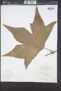 Platanus wrightii image