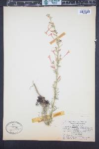 Ipomopsis aggregata subsp. formosissima image